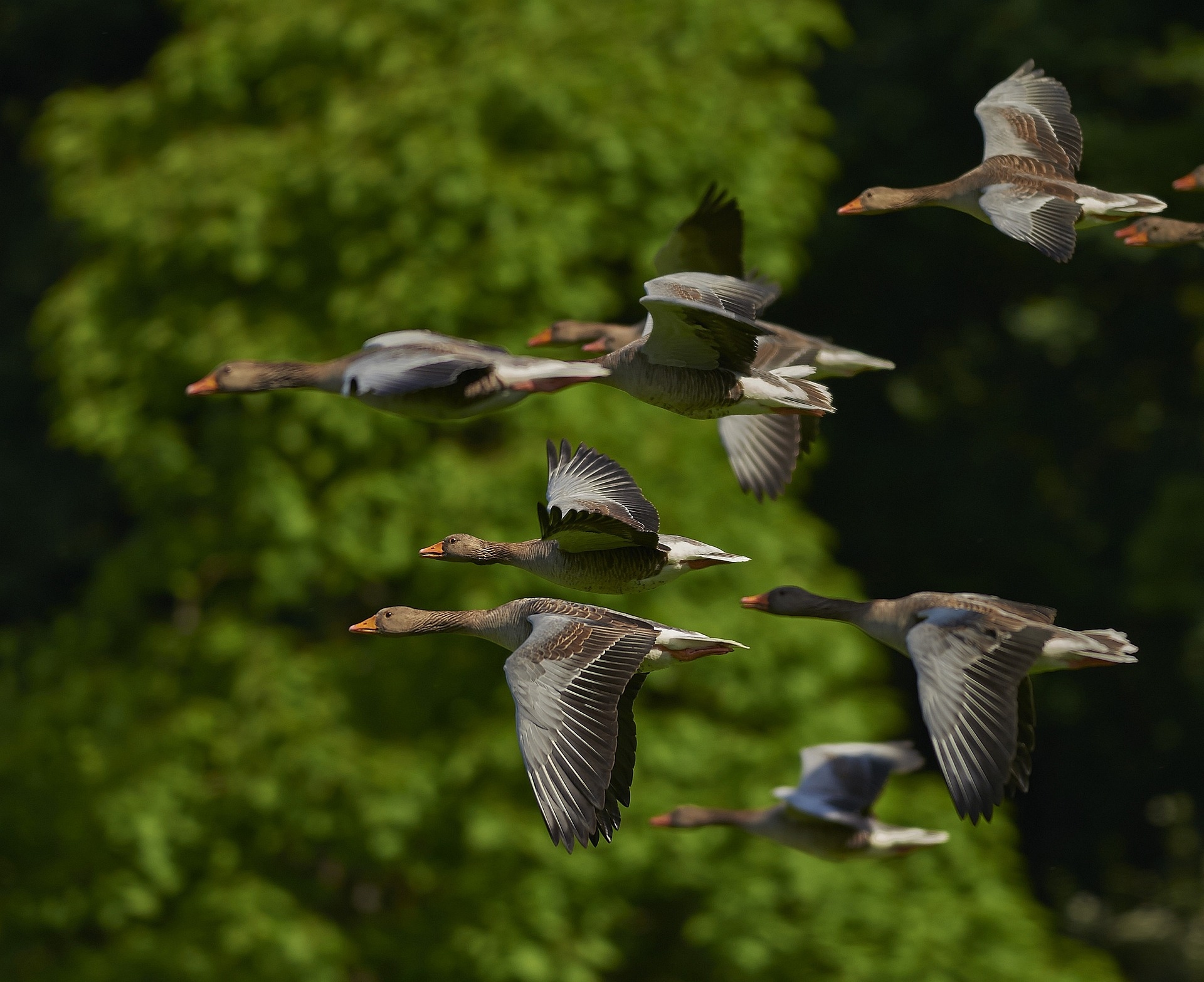 Wings of Wonder: Embark on an Enchanting Bird Watching Journey in Bharatpurs Keoladeo National Park